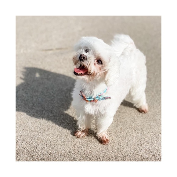 Meet your Posher, Erica - Picture 5 of 11